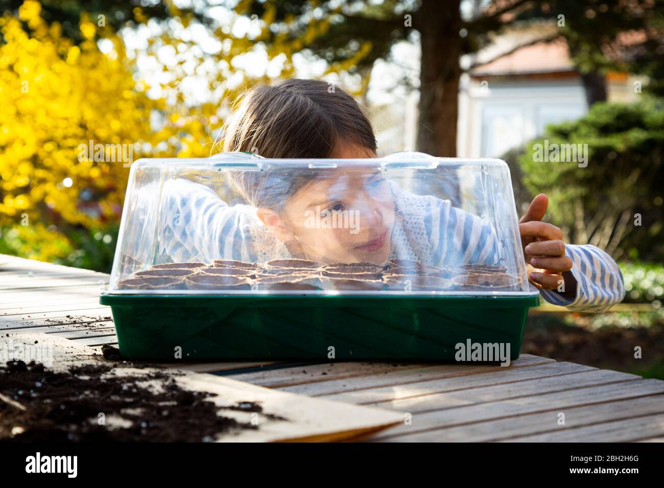 Girl looking in her little greenhouse Stock Photo - Alamy