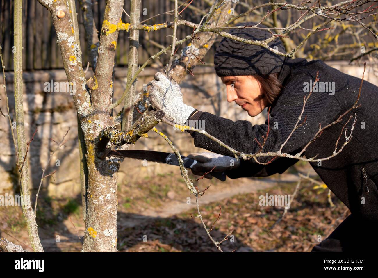 Pruning of tree with handsaw Stock Photo