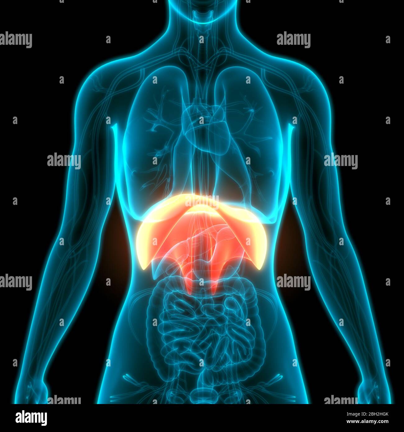 Human Respiratory System Diaphragm Anatomy Stock Photo - Alamy