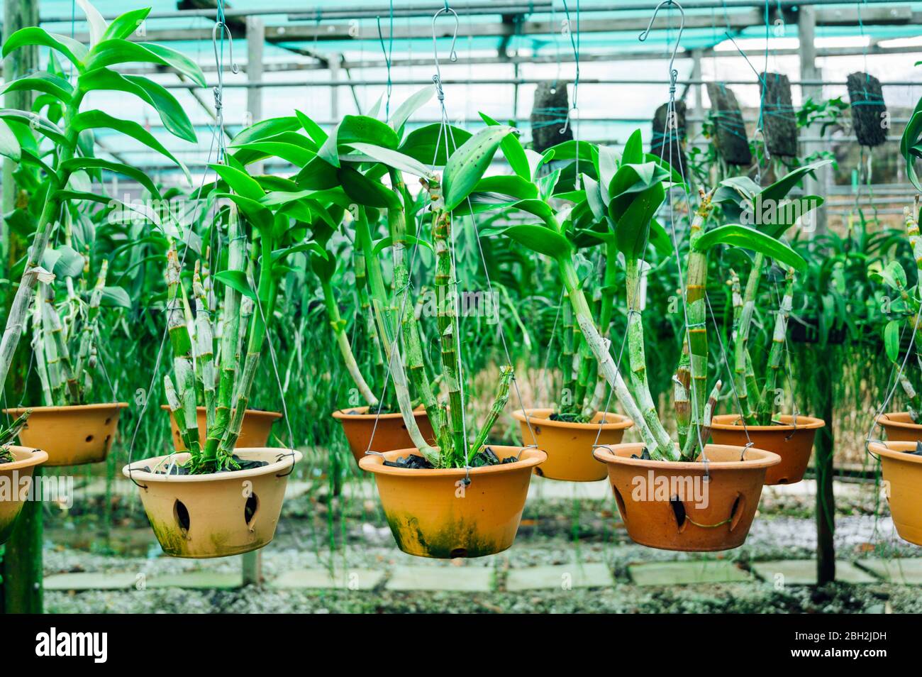 Hanging green plants hires stock photography and images Alamy