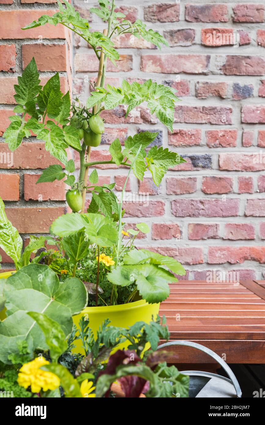 Growing tomatoes balcony hires stock photography and images Alamy