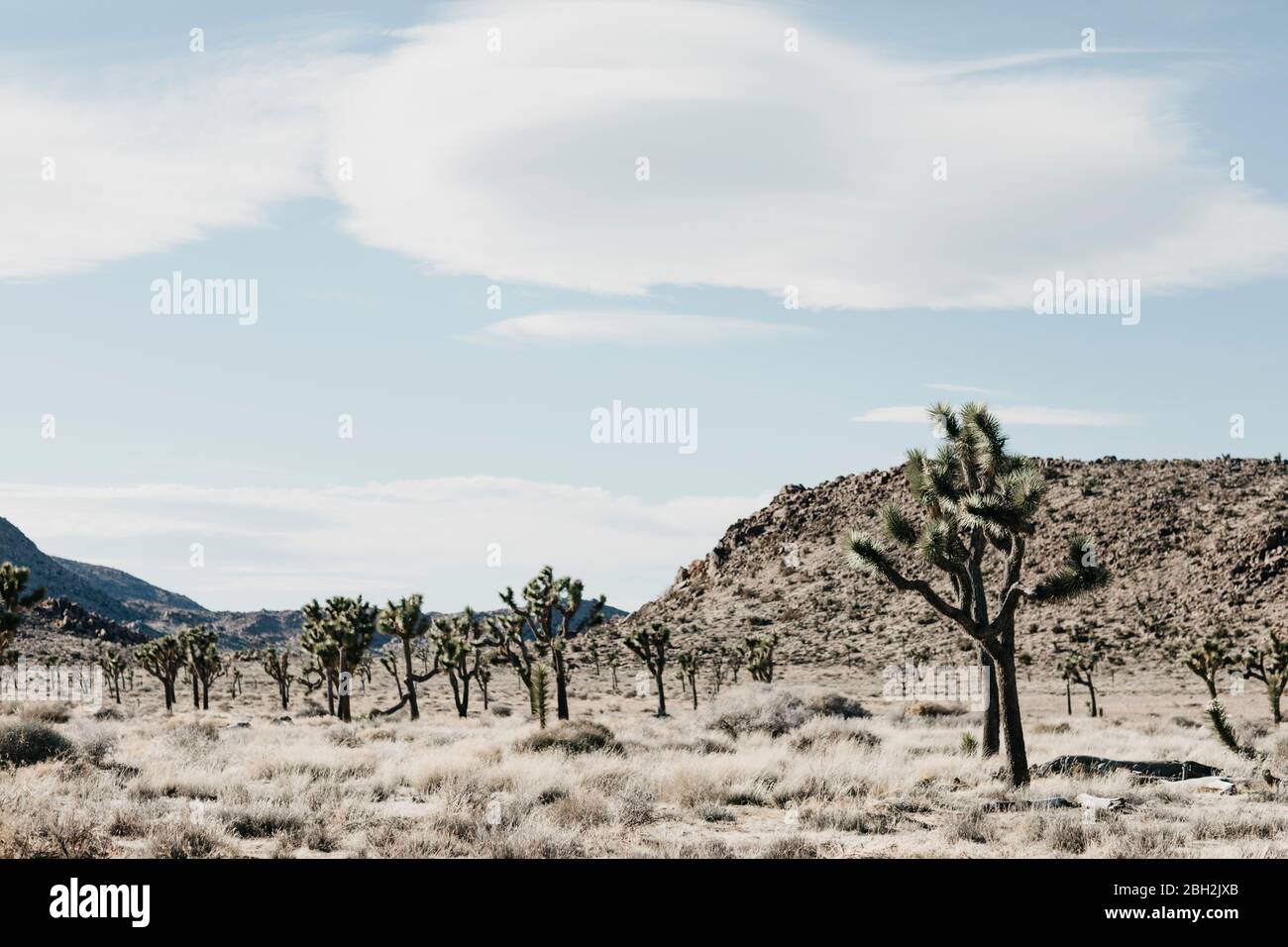 National park joshua tree hi-res stock photography and images - Alamy