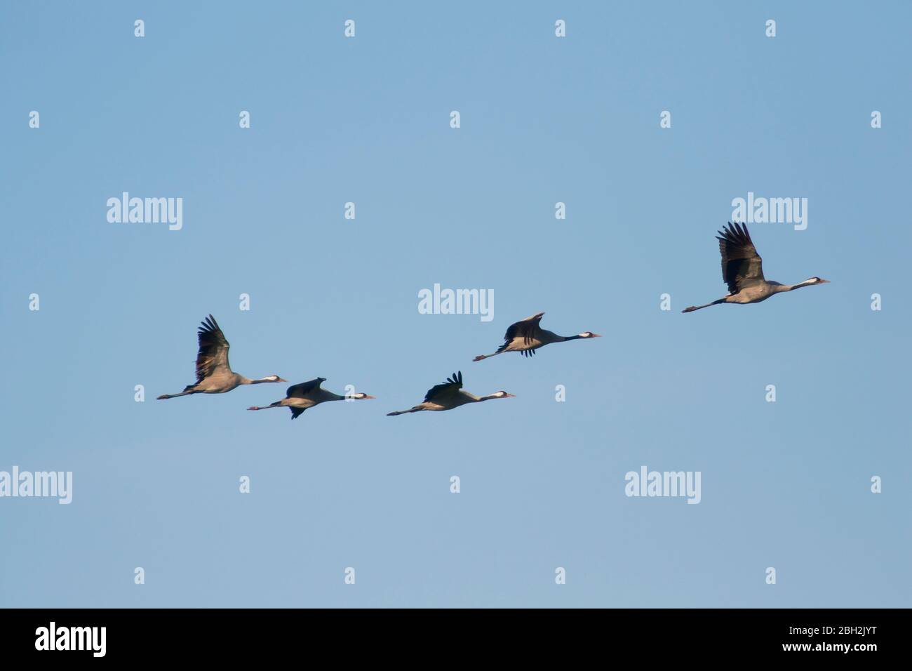Germany, Flock of common cranes (Grus grus) flying against clear blue sky Stock Photo