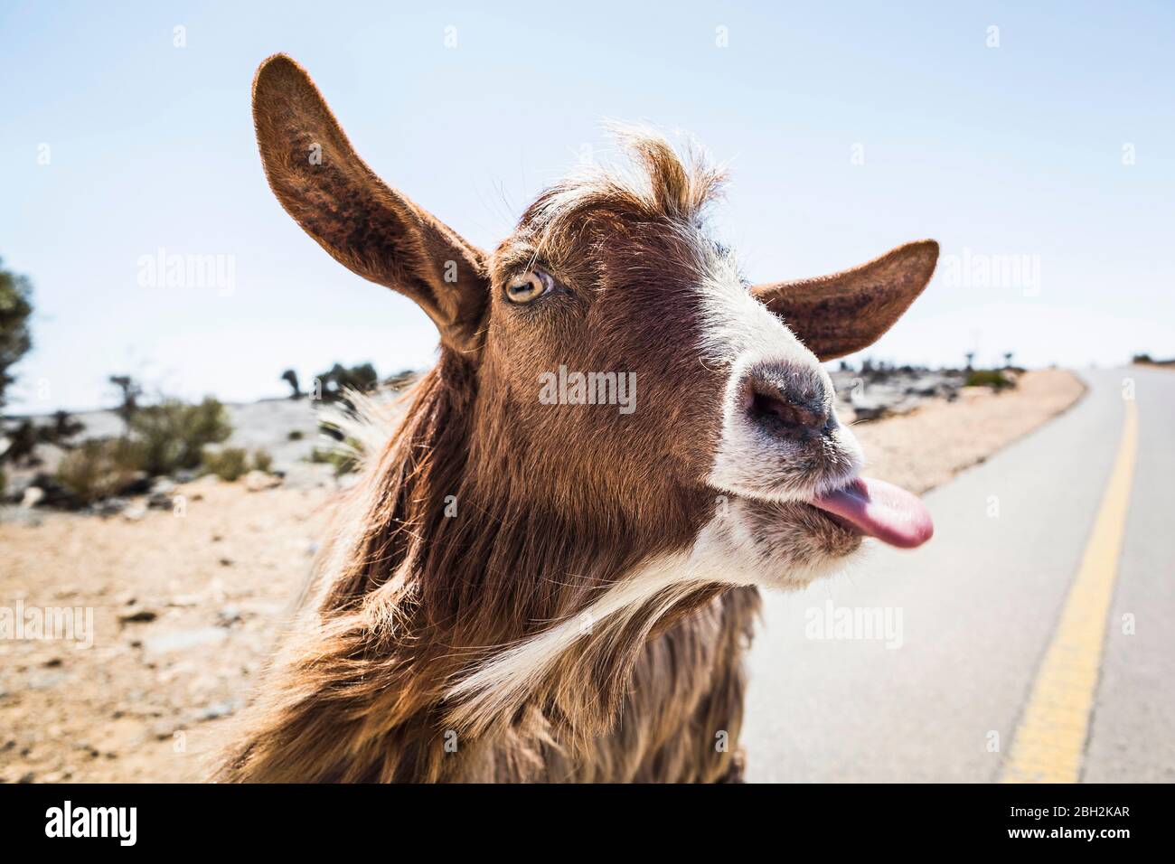 Goat tongue hires stock photography and images Alamy