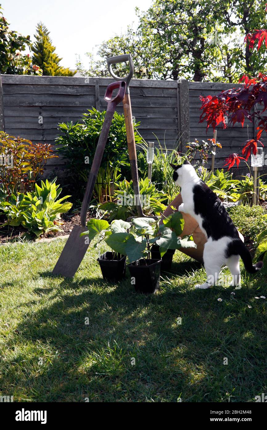 INQUISITIVE DOMESTIC CAT IN THE GARDEN Stock Photo