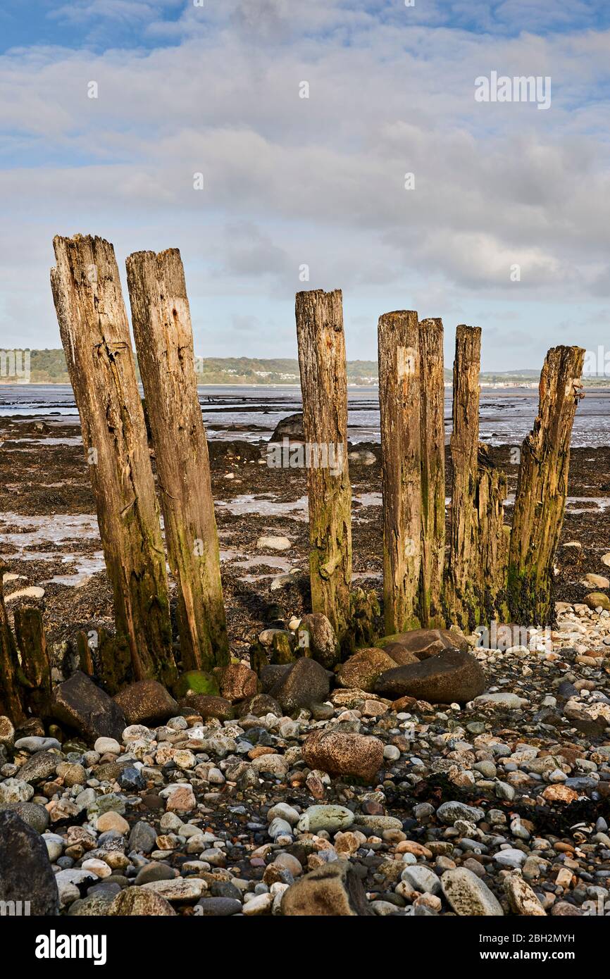 Weathered groynes in Gwynedd North Wales on the Aber coastline with the Menai Strait in the background Stock Photo