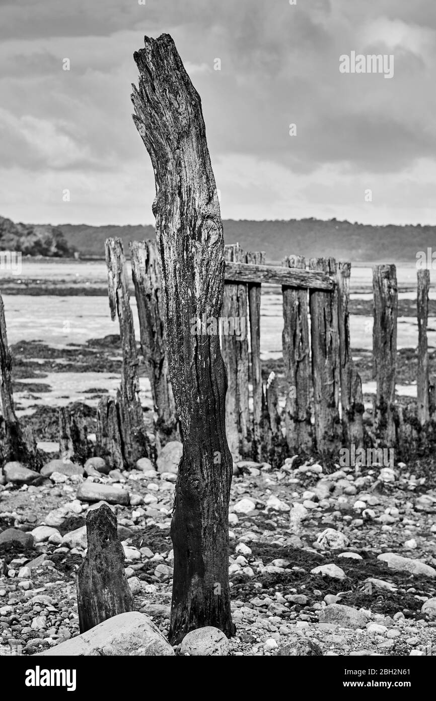 Weathered groynes in Gwynedd North Wales on the Aber coastline with the Menai Strait in the background Stock Photo