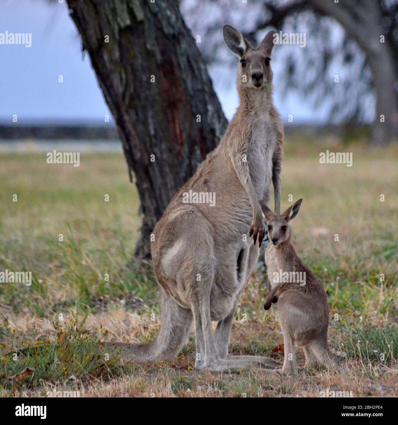 Kangaroo and his raise at Burnett Heads Holiday Park, Australia Stock Photo