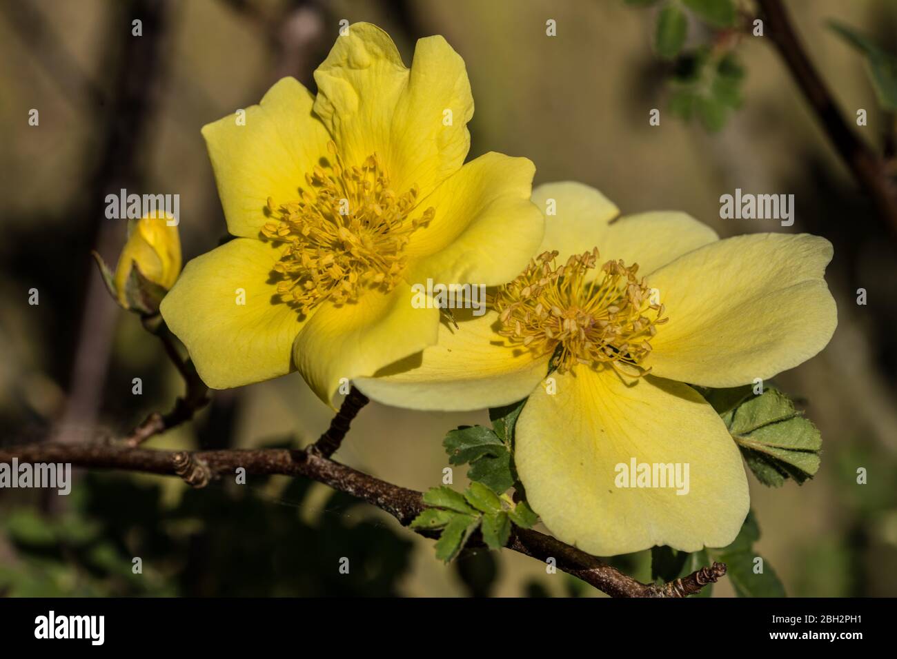 Yellow climbing rose hi-res stock photography and images - Alamy