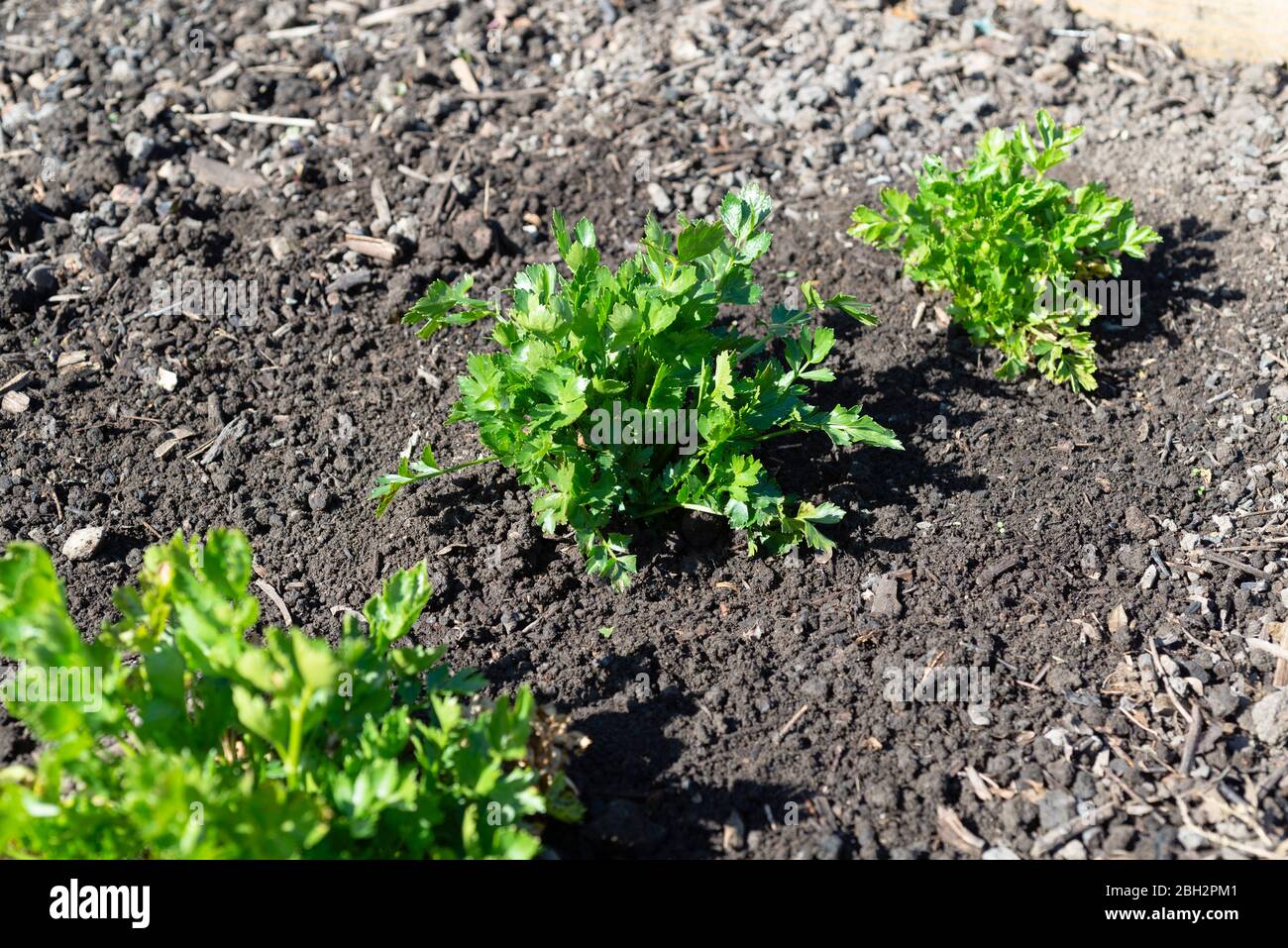 Leaf celery / cutting celery plants (Apium graveolens) growing on an