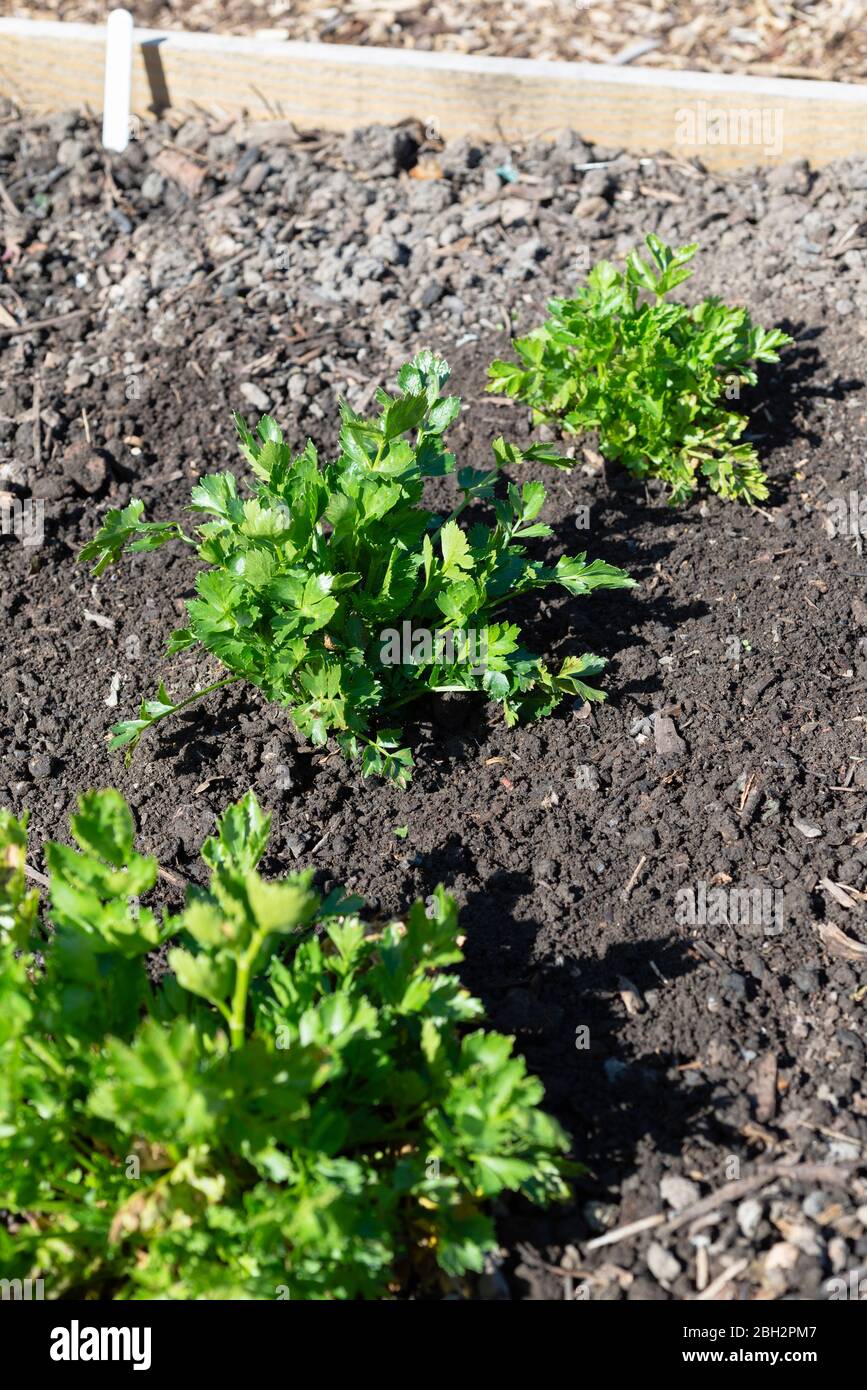 Celery nan ling cutting hires stock photography and images Alamy