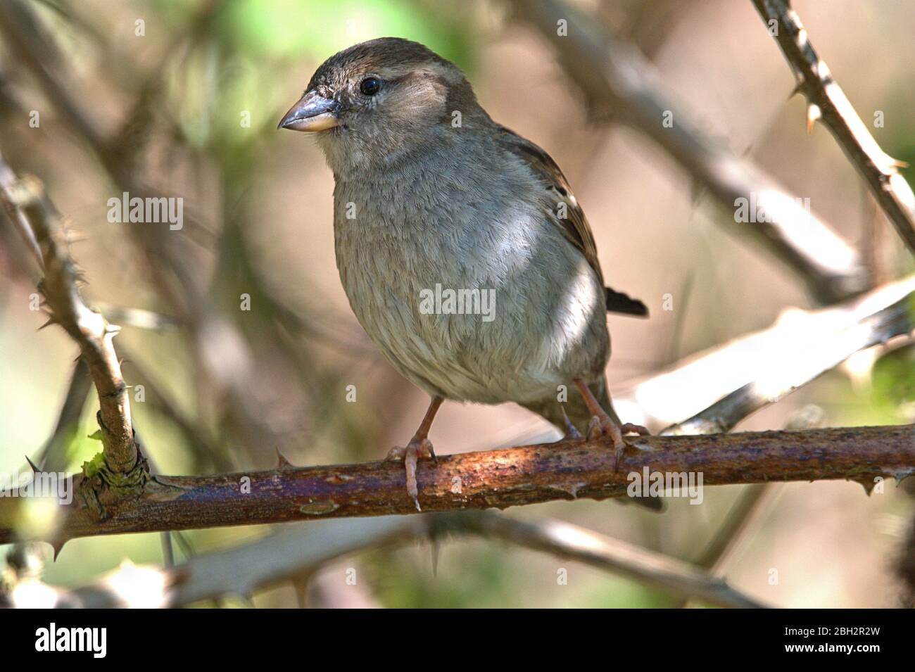 Schleswig, Deutschland. 22nd Apr, 2020. 22.04.2020, Schleswig, a female house sparrow (Passer domesticus) sits on a thorny branch and poses for the camera. Order: Passeriformes, subordination: songbird (Passeri), superfamily: Passeroidea, family: sparrows (Passeridae), genus: Passer, species: house sparrow | usage worldwide Credit: dpa/Alamy Live News Stock Photo