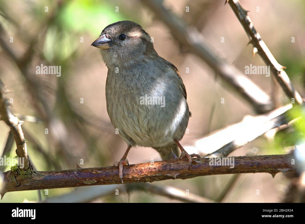 Schleswig, Deutschland. 22nd Apr, 2020. 22.04.2020, Schleswig, a female house sparrow (Passer domesticus) sits on a thorny branch and poses for the camera. Order: Passeriformes, subordination: songbird (Passeri), superfamily: Passeroidea, family: sparrows (Passeridae), genus: Passer, species: house sparrow | usage worldwide Credit: dpa/Alamy Live News Stock Photo