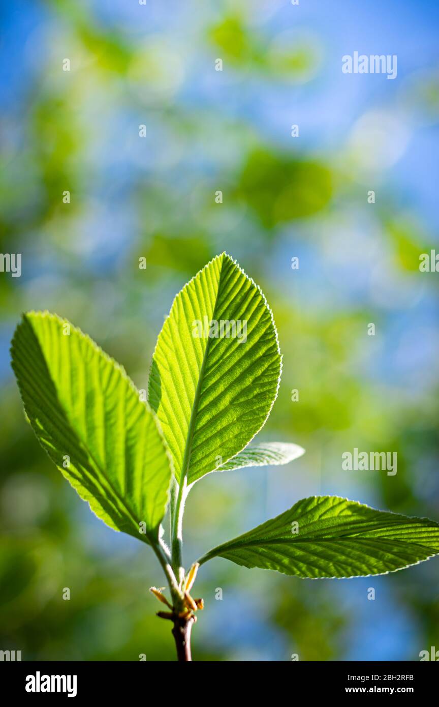 Green leaves against a blue sky shoing fresh spring growth. Stock Photo