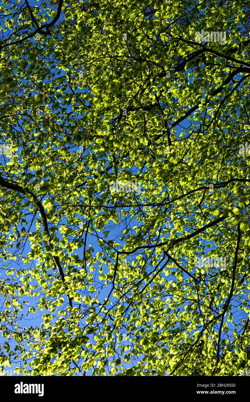 Green leaves from multiple trees against a blue sky shoing fresh spring growth. Stock Photo