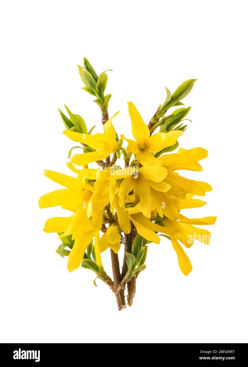 Blossoming forsythia flower with green leaves isolated on white background Stock Photo