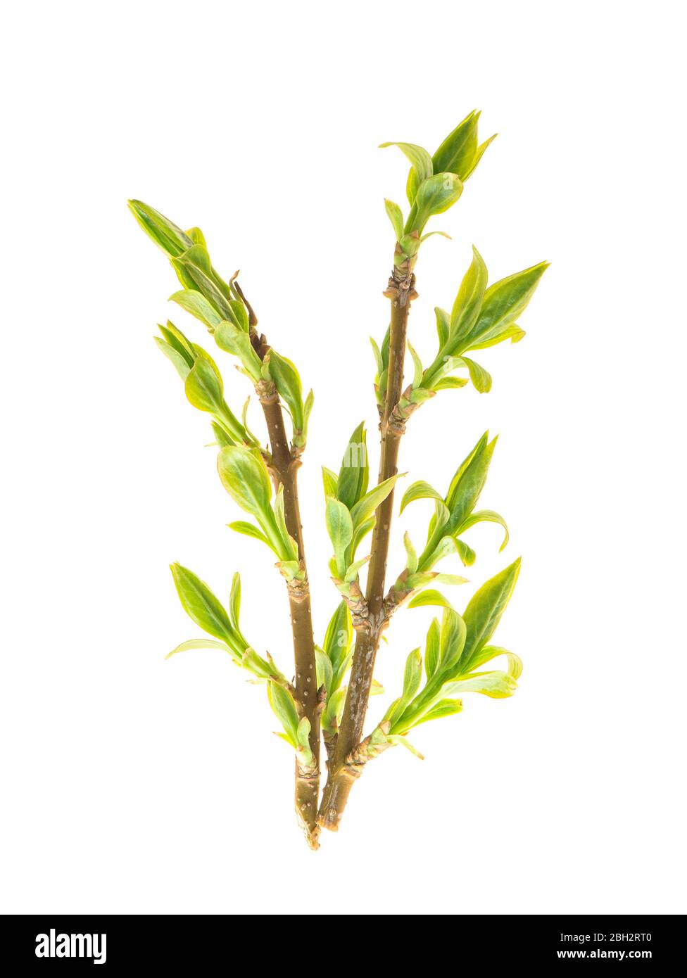 Youngforsythia plant twigs with green leaves isolated on white background Stock Photo