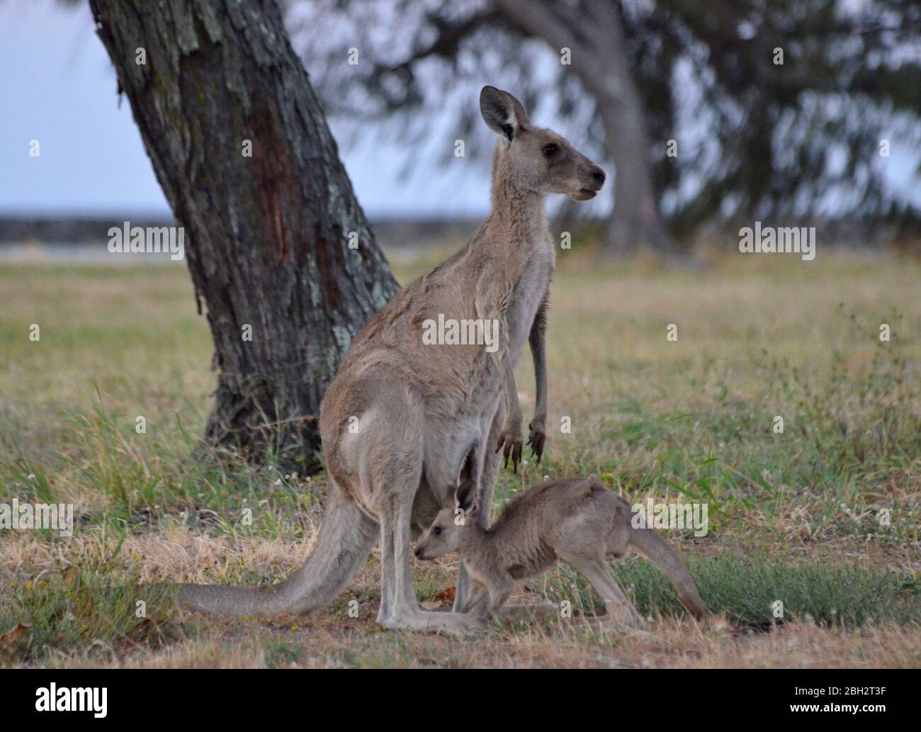 Kangaroo and his raise at Burnett Heads Holiday Park, Australia Stock Photo