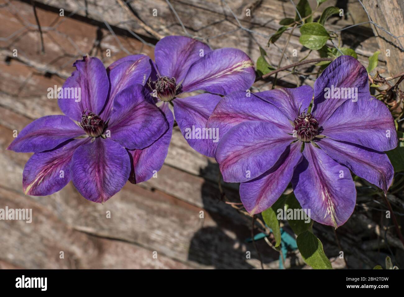 London, England. April, 2020. The beautiful large purple flowers of a clematis   creating vibrate spring colour in an English garden during a sunny sp Stock Photo