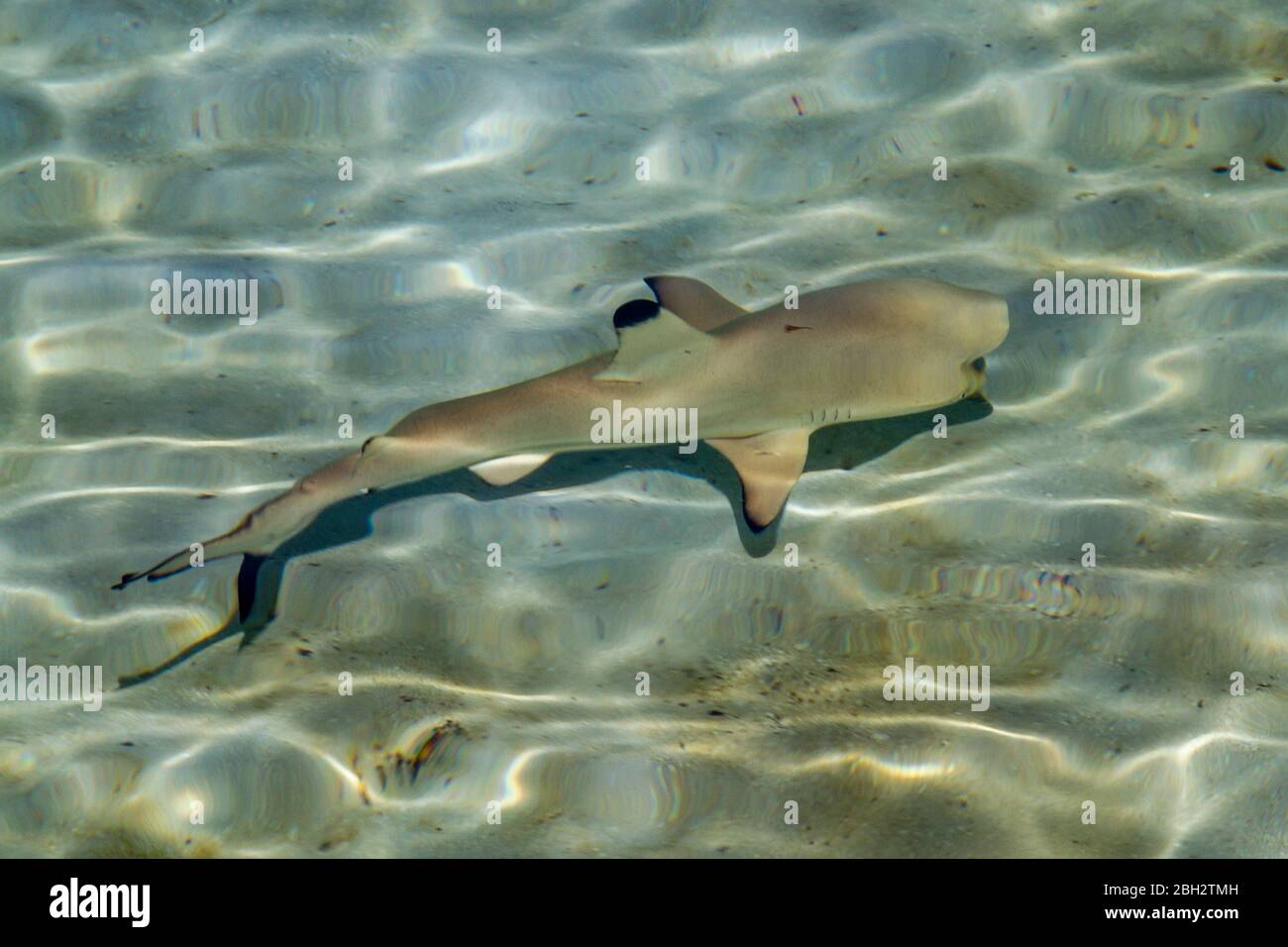 little shark at  Biyadhoo Island , South Male Atoll , Maldives Stock Photo