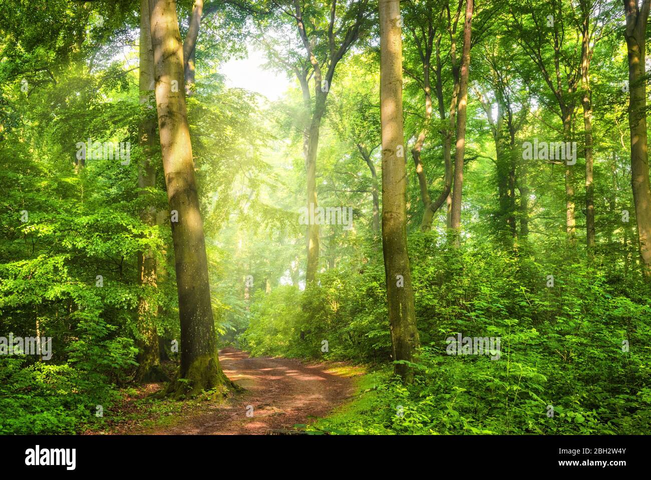 Green forest with wafts of mist and the warm sunlight falling through them unto a curved path Stock Photo