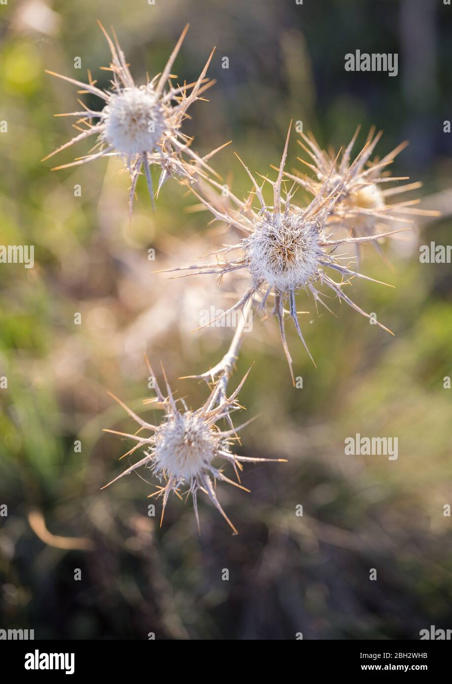 Centaurea calcitrapa, wild plant, commonly known as the star thistle in the summer in prairie in Cappadocia in Turkey. White plant sharp Stock Photo