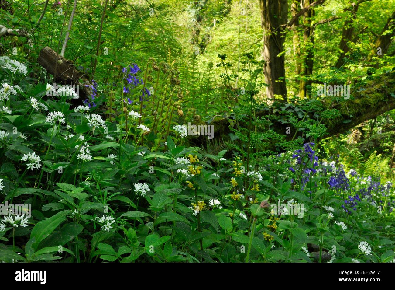 Damp woodland bank in spring. Bluebells (Hyacinthoides non-scripta), Wild Garlic (Allium Ursinum), Yellow archangel (Lamium galeobdolon)and ferns brig Stock Photo