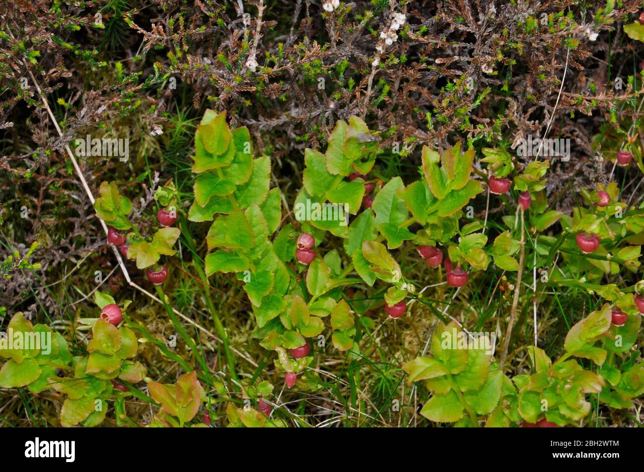 Bilberry (Vaccinium myrtillus) - or whortleberry, whinberry, European blueberry. Red flowers  in spring.Heather moorlands,open woodland on acid soils. Stock Photo