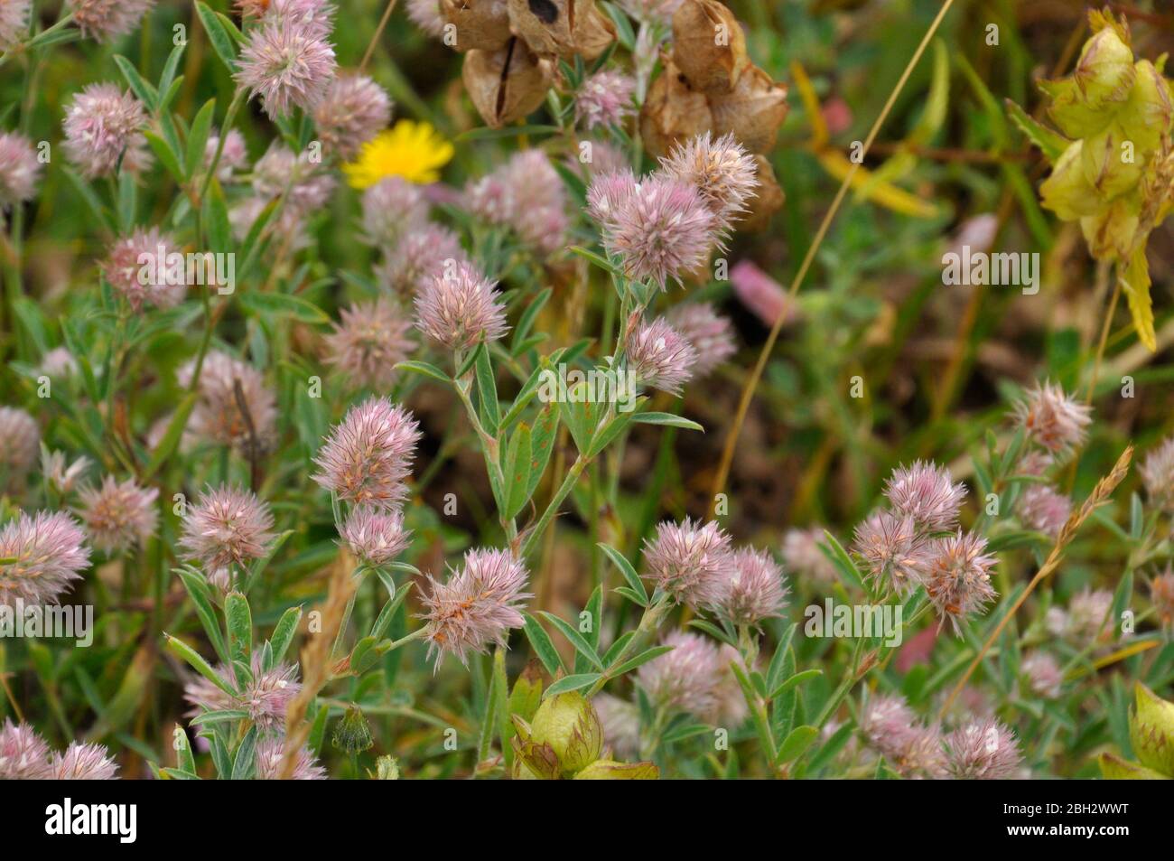 Hare's-foot Clover (Trifolium arvense),fluffy pink or white flowers , sandy fields and meadows, sand dunes,Summer and early autumn, Braunton Burrows, Stock Photo
