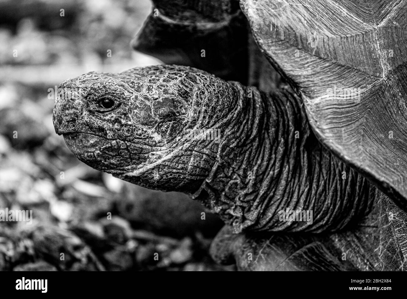 A Galápagos tortoise peaks her head out at a conservation sanctuary and breeding centre in San Cristobal, Galapagos Islands, Ecuador. Stock Photo