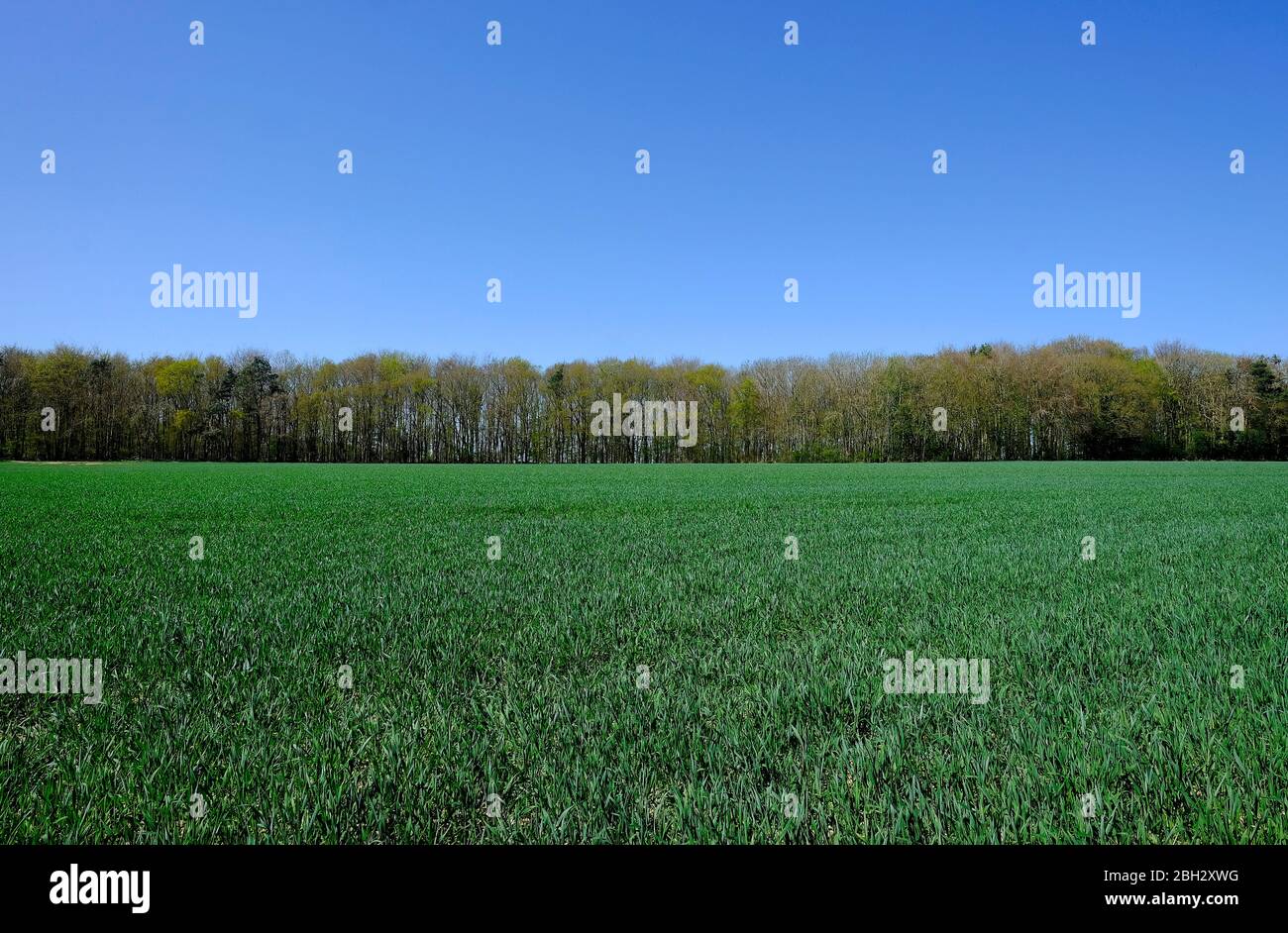 early spring green wheat crop growing in field, north norfolk, england Stock Photo