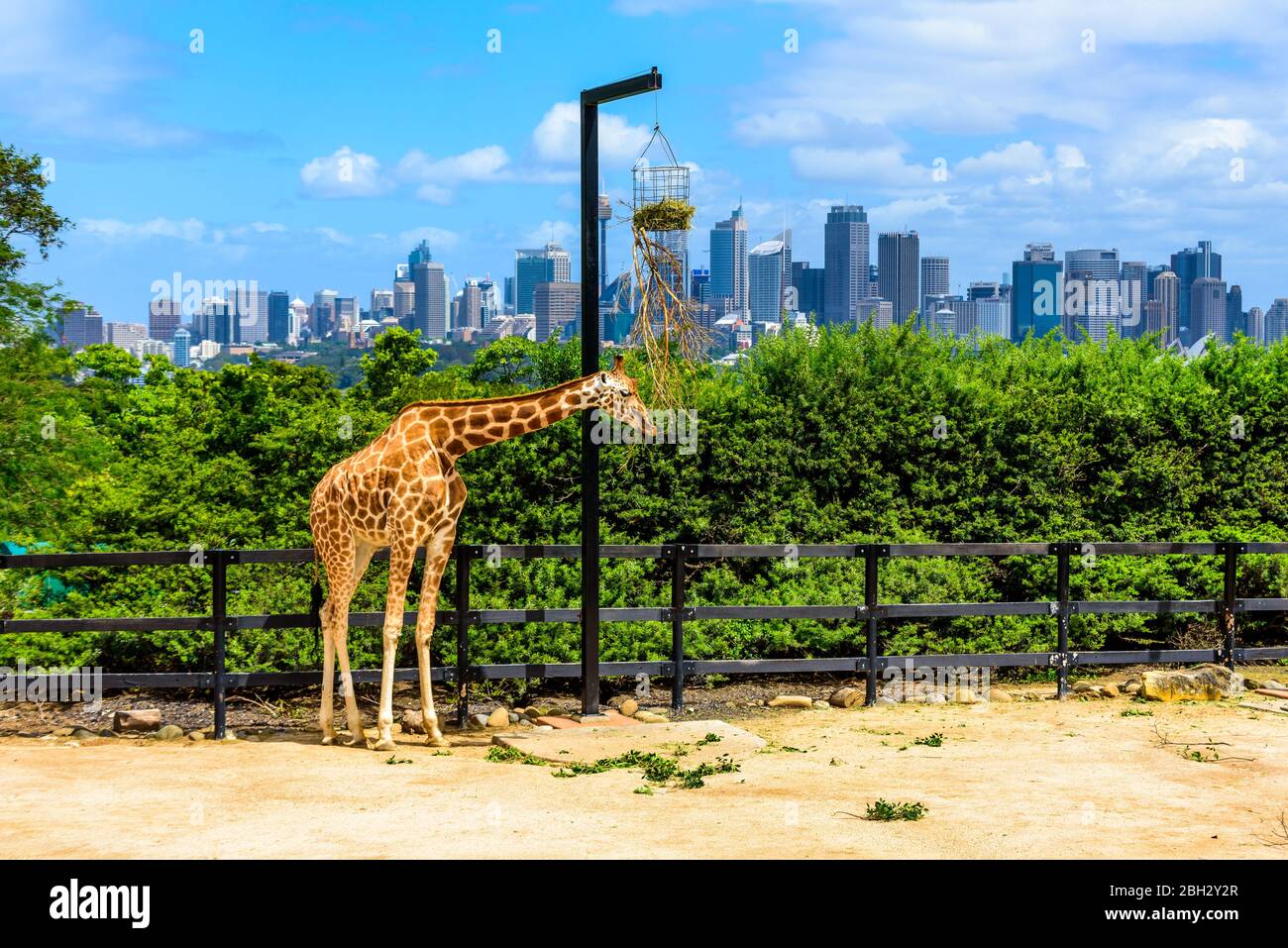 Sydney zoo hi-res stock photography and images - Alamy