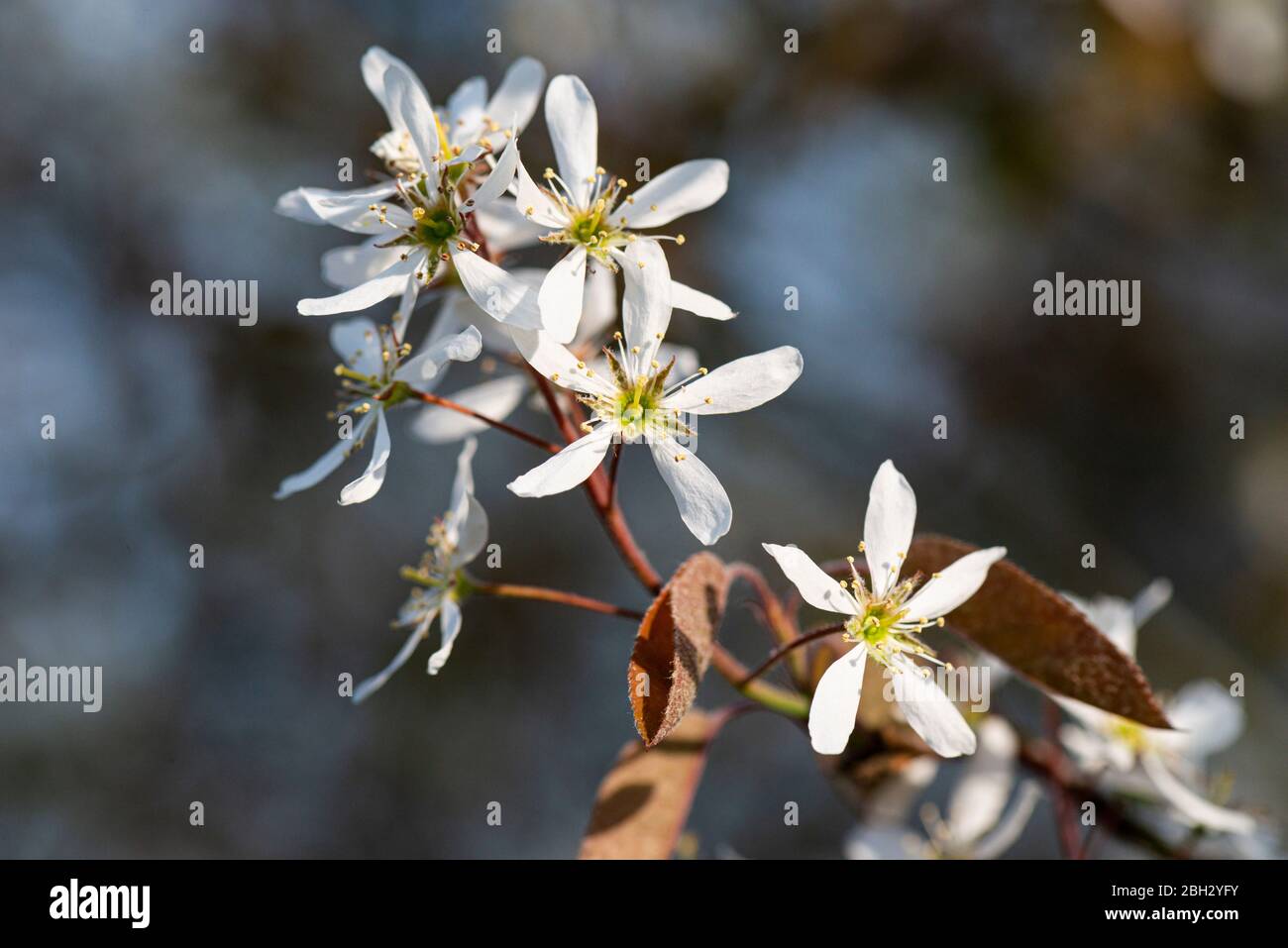 the-flowers-of-a-snowy-mespilus-amelanchier-lamarckii-stock-photo-alamy