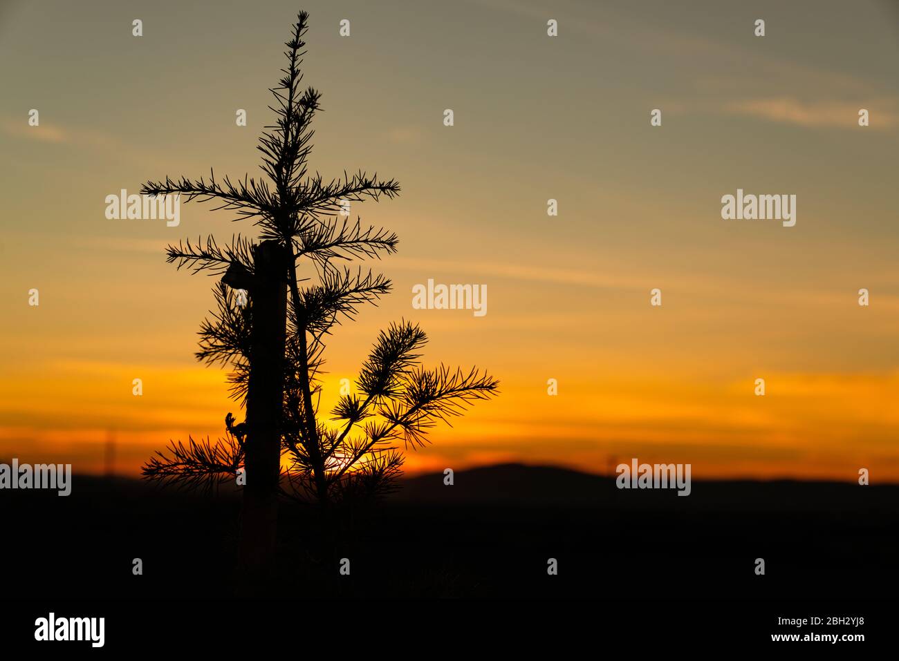 Lonely young pine tree hi-res stock photography and images - Alamy