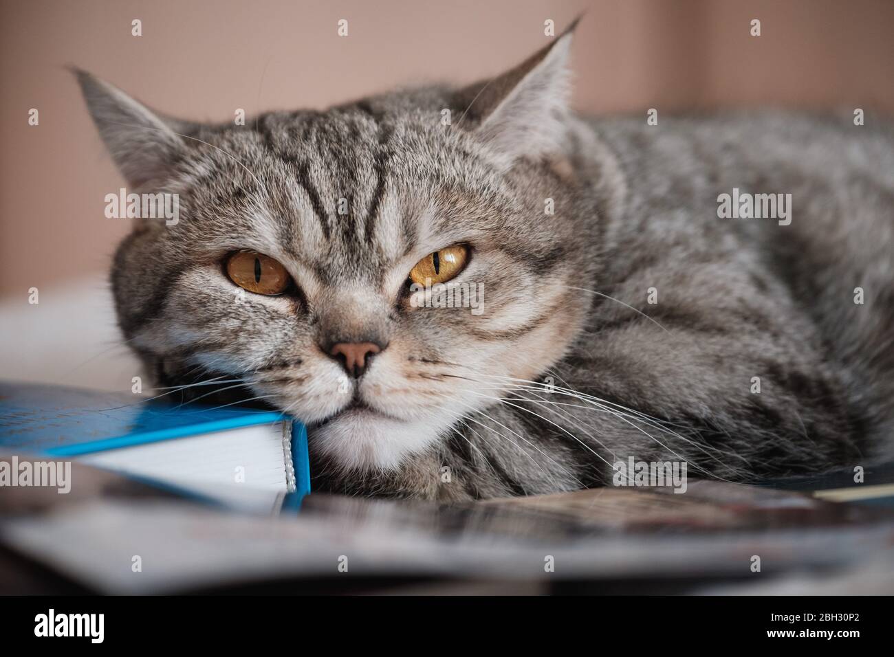 British smooth-haired striped cat on a the book Stock Photo
