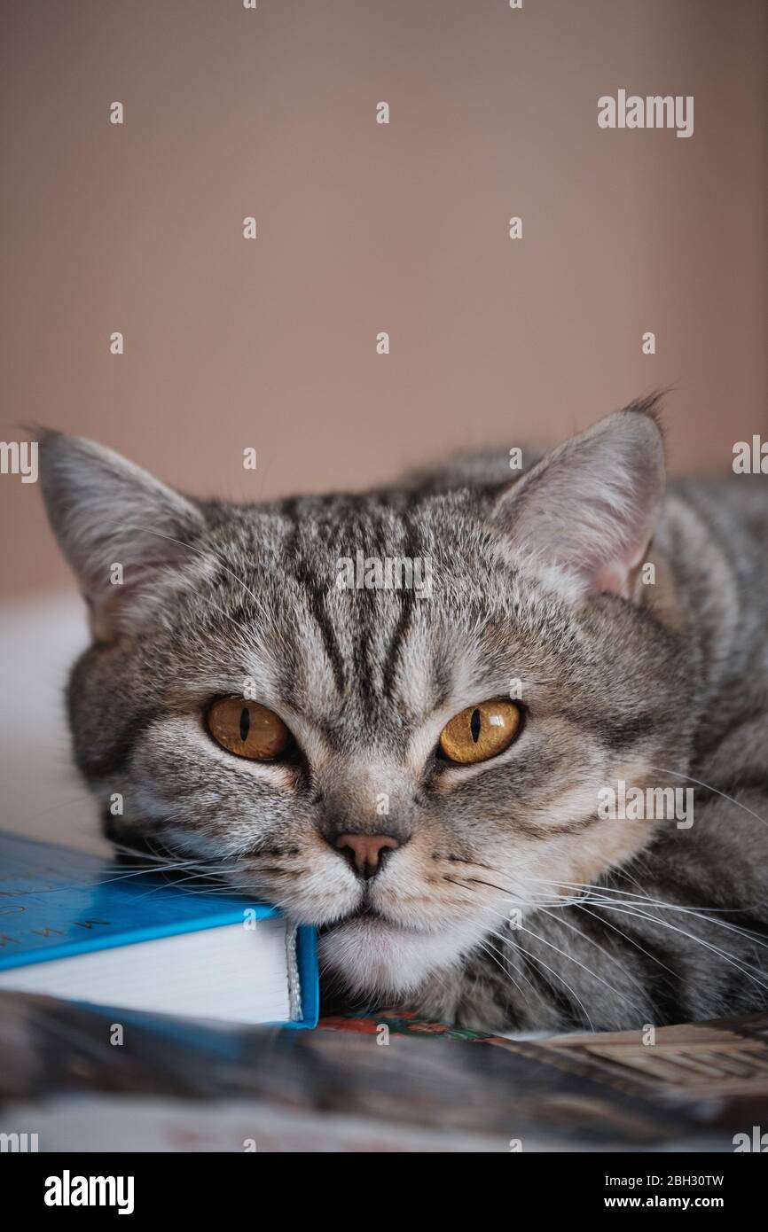 British smooth-haired striped cat on a the book Stock Photo