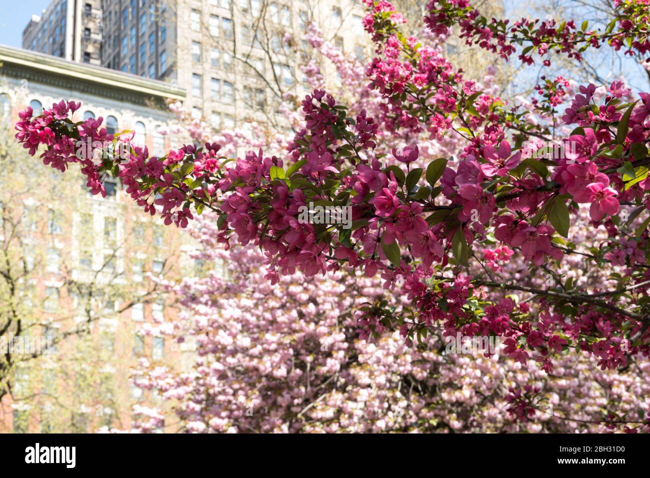 Springtime is beautiful in Madison Square Park, NYC, USA Stock Photo