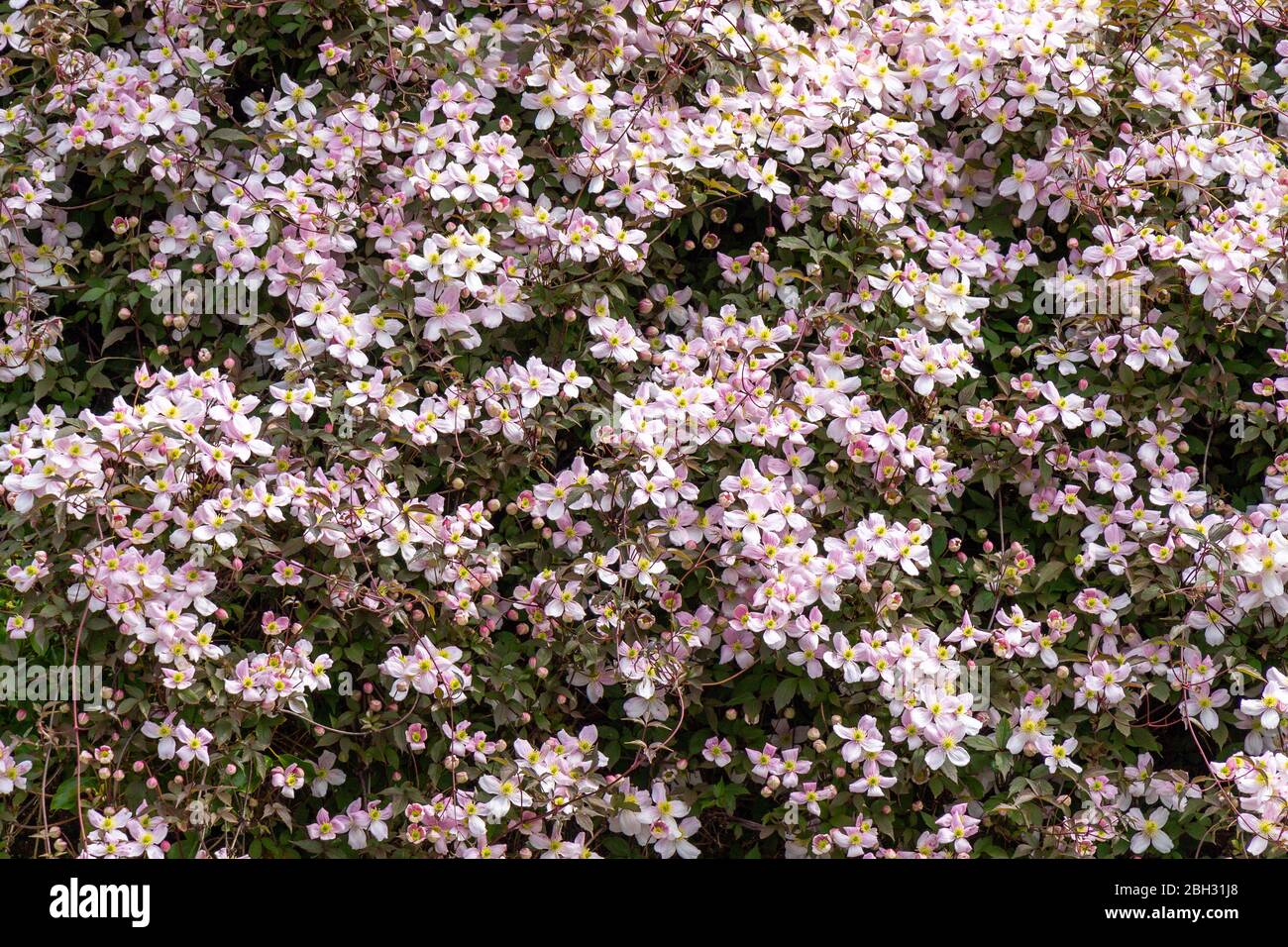 Clematis Montana Rubens in full flower Stock Photo