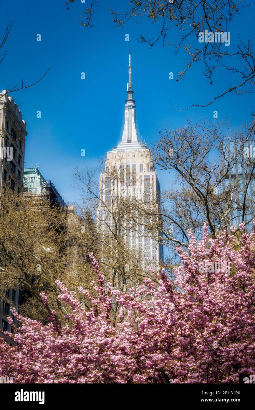 The Empire State Building is framed by spring blossoms of Madison ...