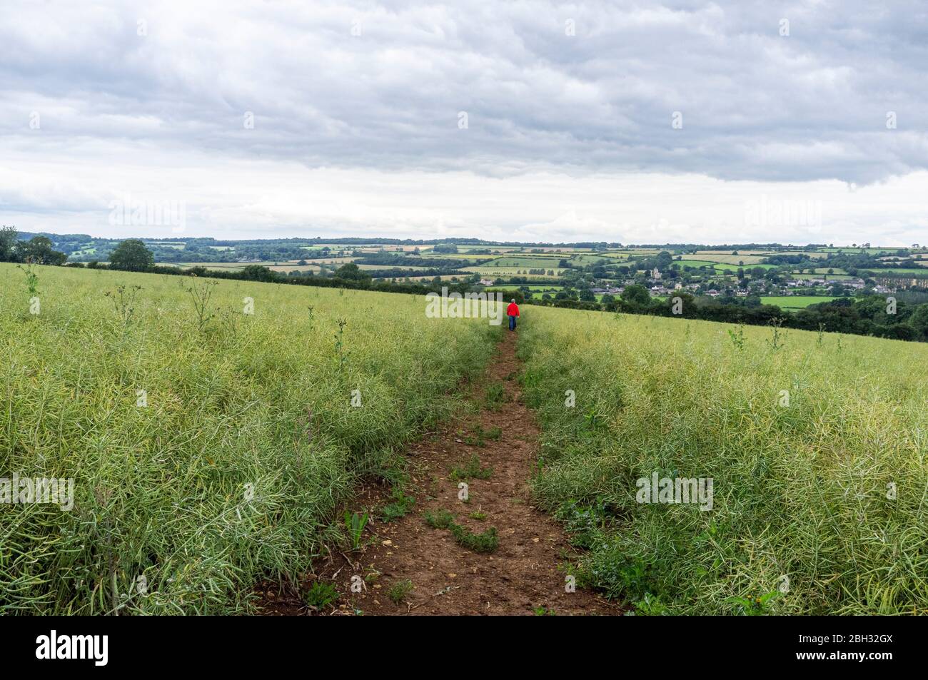 Two girls walking through a field of Rapeseed without its distinctive ...