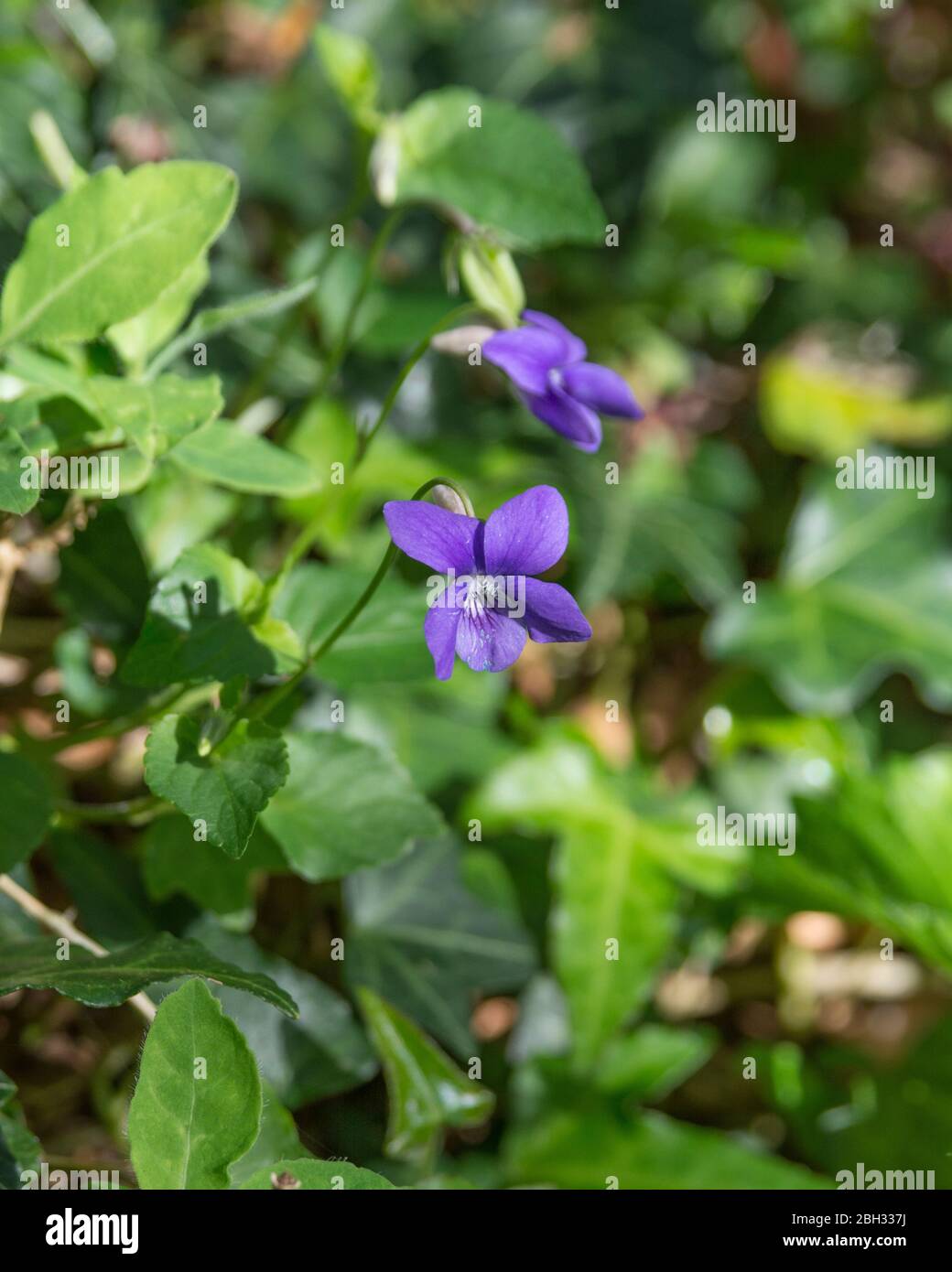 Flower and leaves of Dog Violet / Viola riviniana in Spring sunshine. Violet was a medicinal plant once used in herbal remedies. Stock Photo