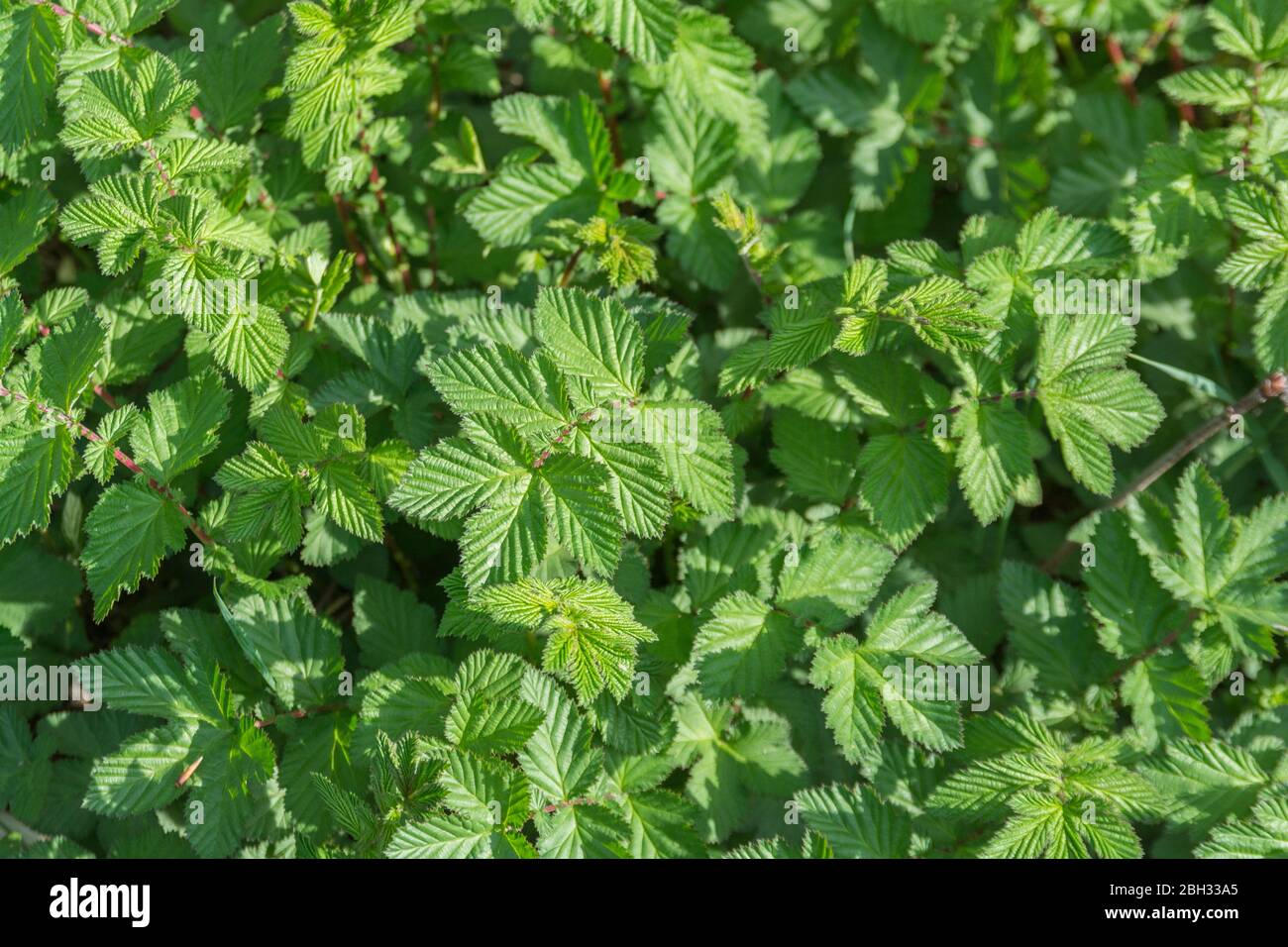 Meadowsweet / Filipendula ulmaria leaves in Spring sunshine. Medicinal plant used in herbal medicine & herbal remedies for its analgesic properties. Stock Photo