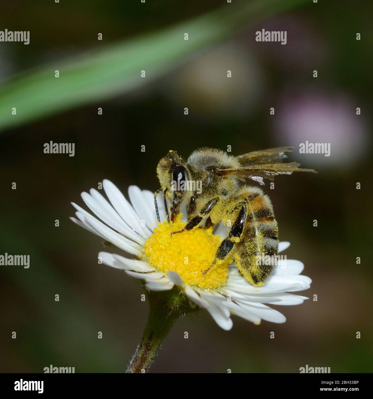 close-up of honey bee collecting nectar on a daisy flower Stock Photo