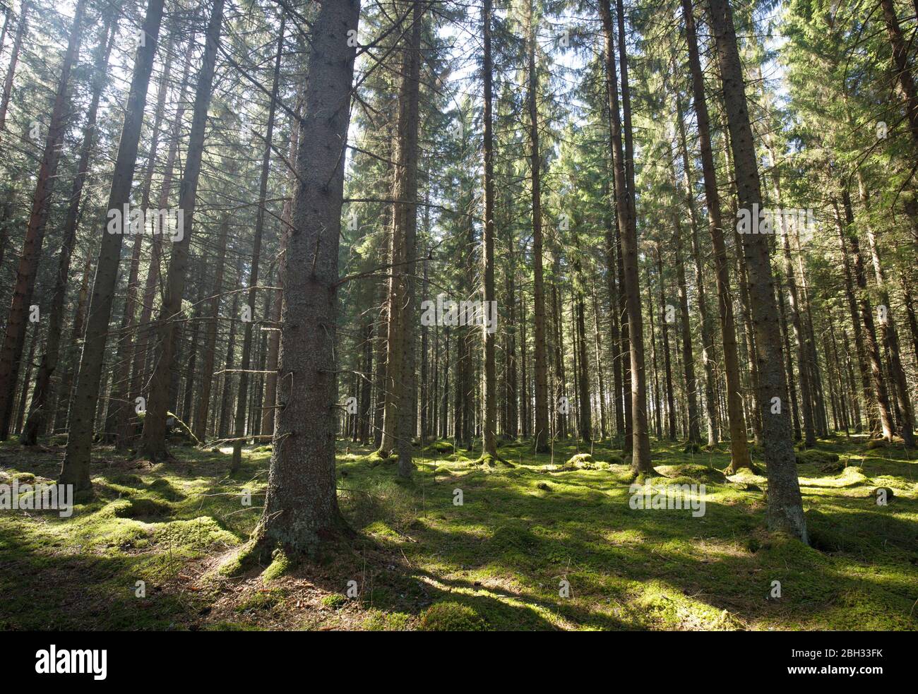 Spruce forest ( Picea Abies) at Spring , ground covered with green moss , Finland Stock Photo