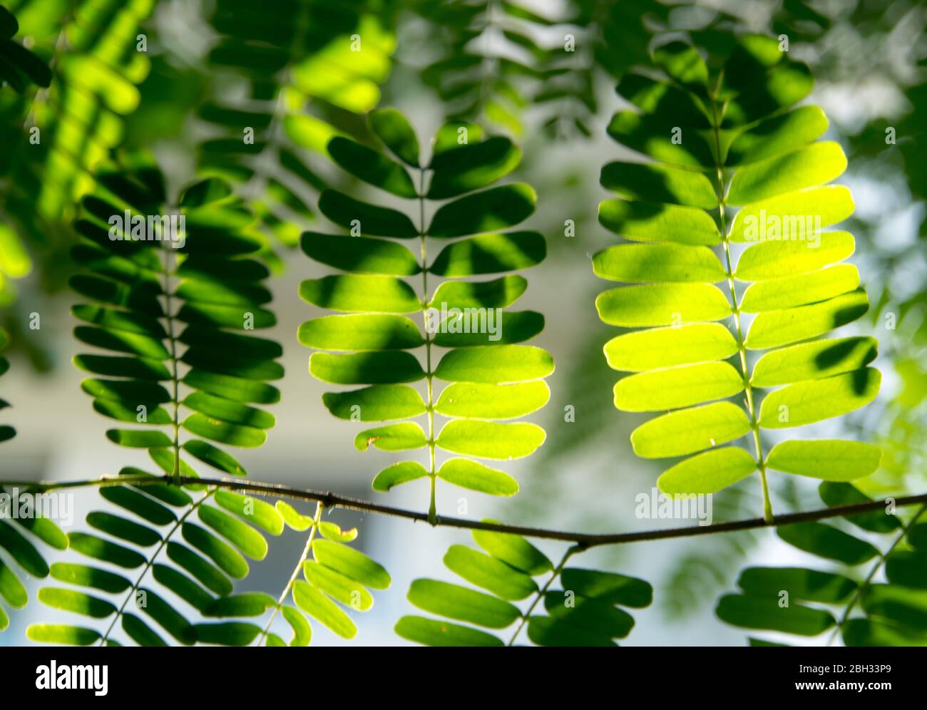 Light Shines On The Leaves Of The Tamarind Tree Stock Photo Alamy Light Shines On The Leaves Of The Tamarind Tree Stock Photo Alamy
