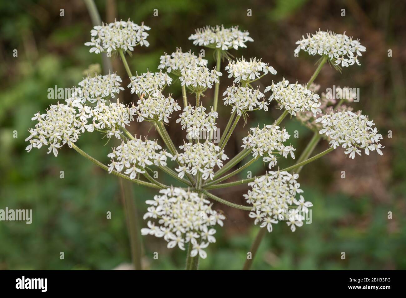 Hogweed / Cow Parsnip - Heracleum sphondylium - showing Umbellifer flower cluster shape. The plant sap has a bad reputation for blistering skin. Stock Photo