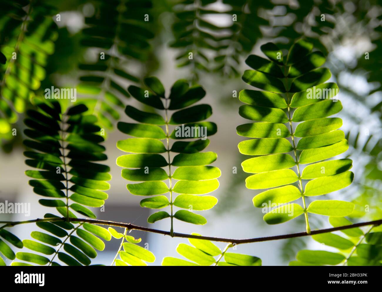 Tamarind Leaves High Resolution Stock Photography And Images Alamy