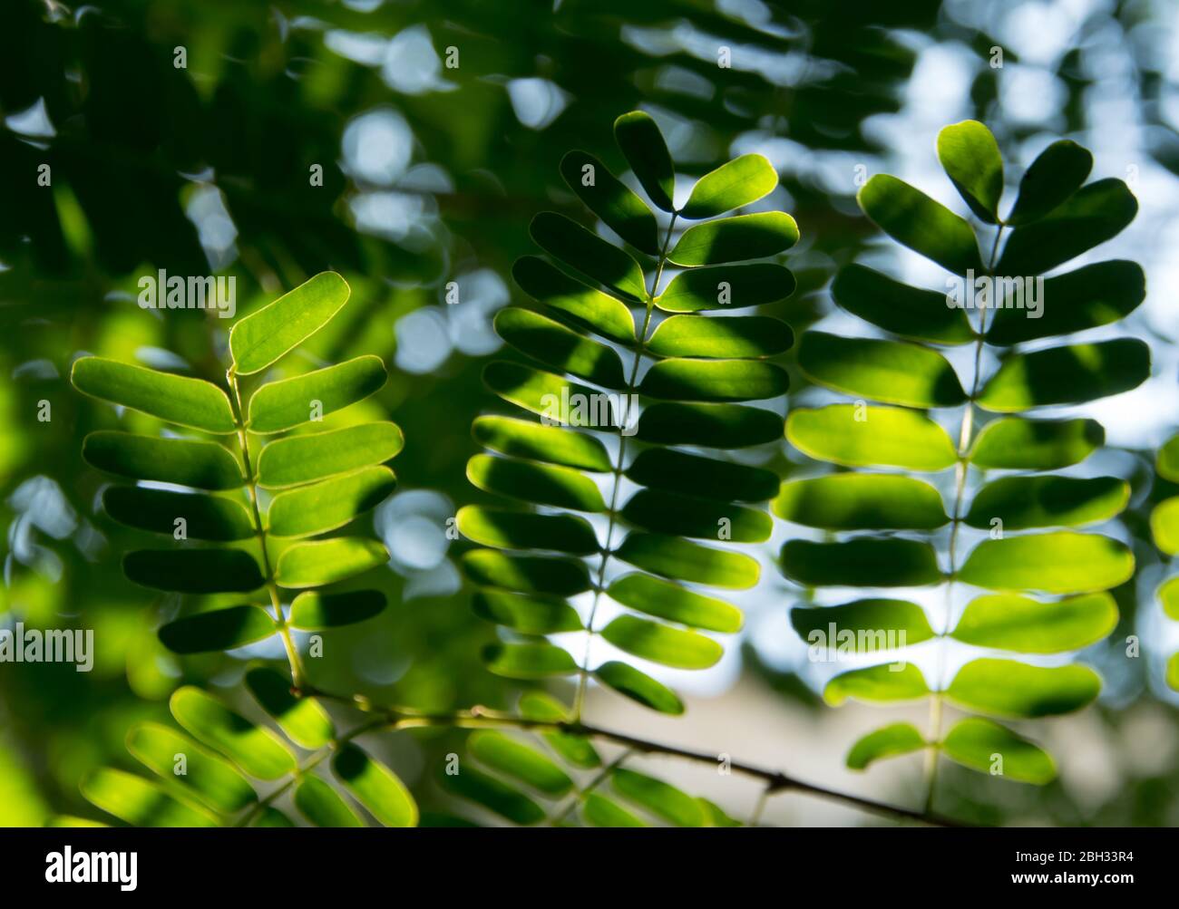 Tamarind Leaves High Resolution Stock Photography And Images Alamy