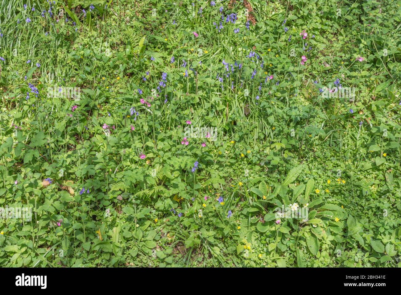 UK hedgebank in Spring sunshine. Lesser Celandine / Ranunculus ficaria, Bluebell / Hyacinthoides non-scripta, Red Campion / Silene dioica & Primroses Stock Photo