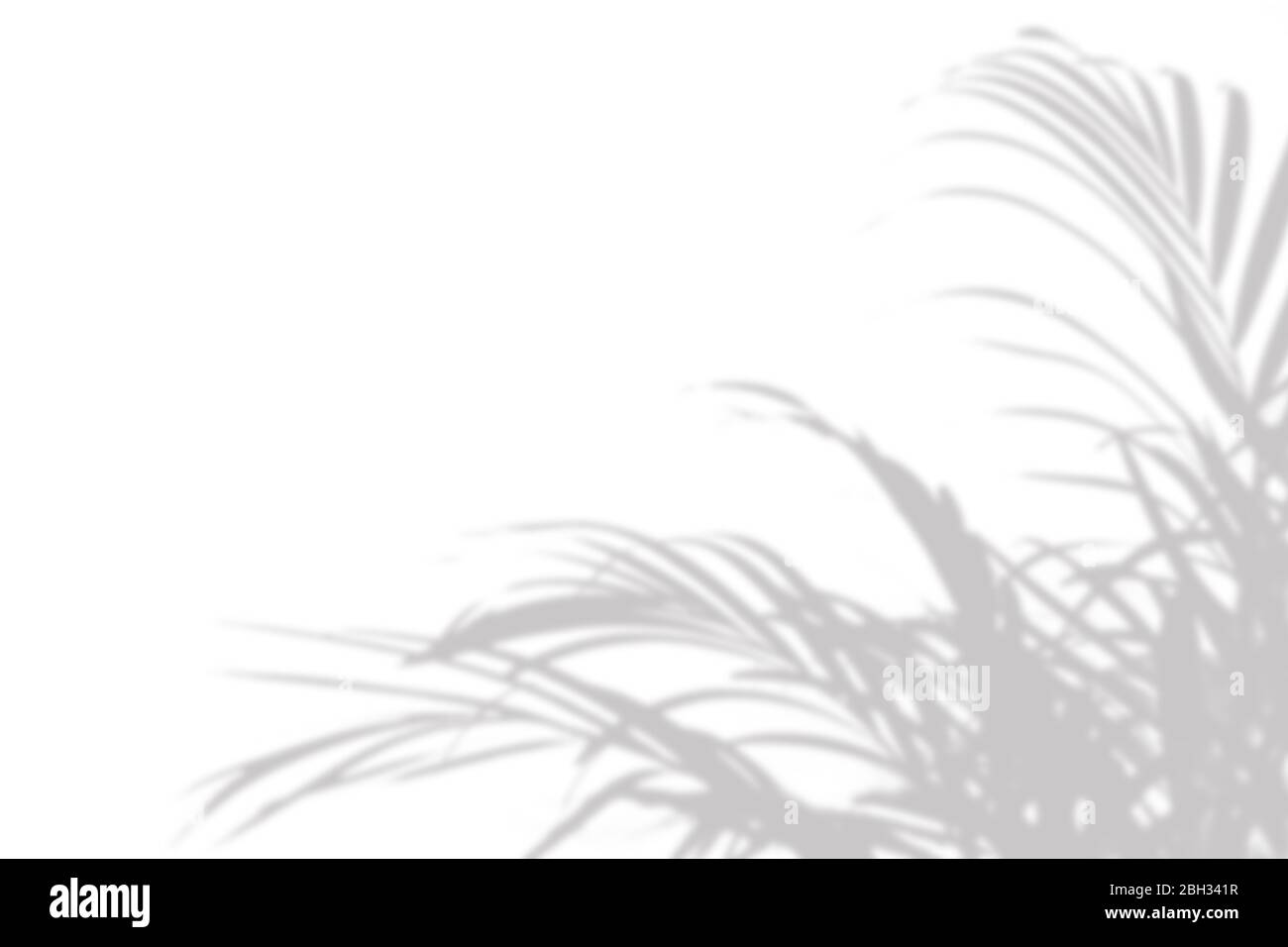 gray shadow of the palm leaves on a white wall Stock Photo - Alamy